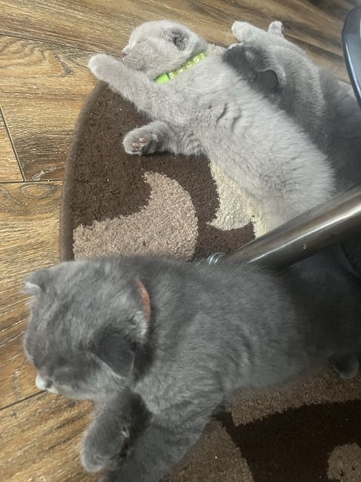 British scotish -shorthair
