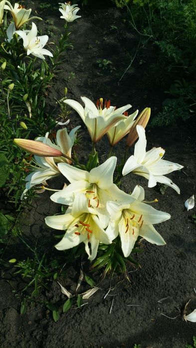 Продам дачу,,Тихая роща,,