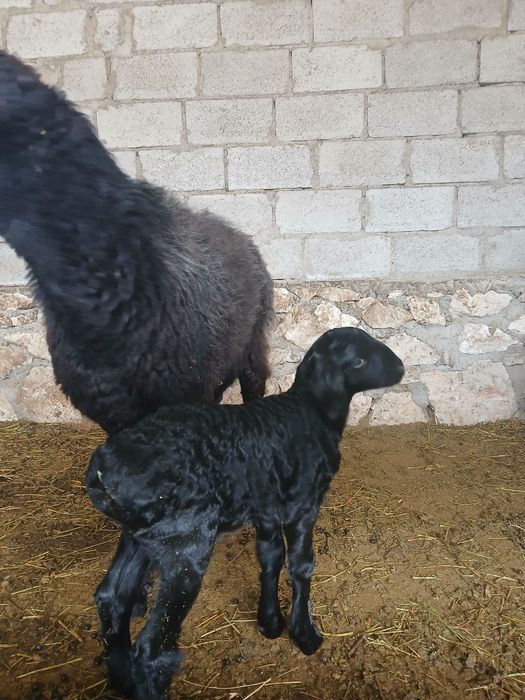 Она куй ва кучкор