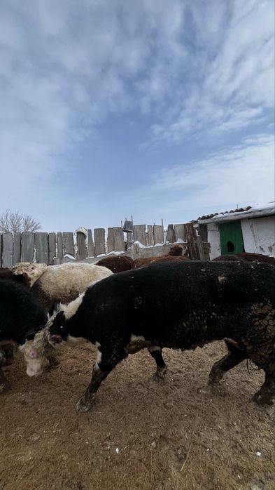 Бұқа  бык одборный бос откорм 23 бас