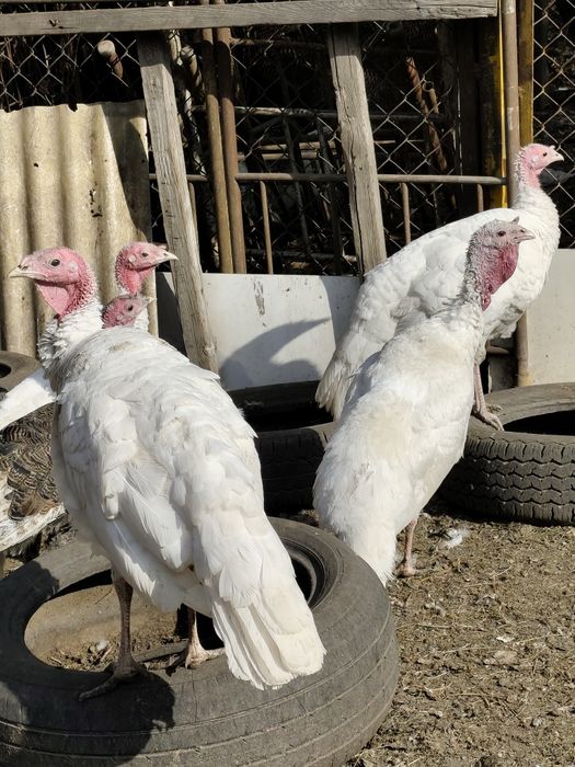 Индюк на племя 7месяцев