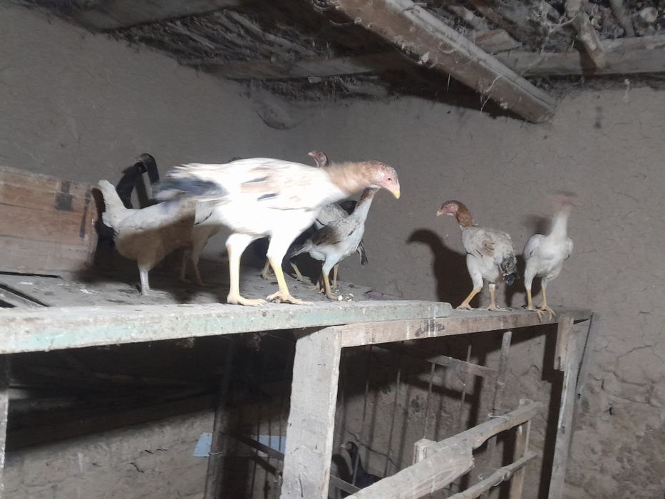 Yaqinda tuxumga kiradi