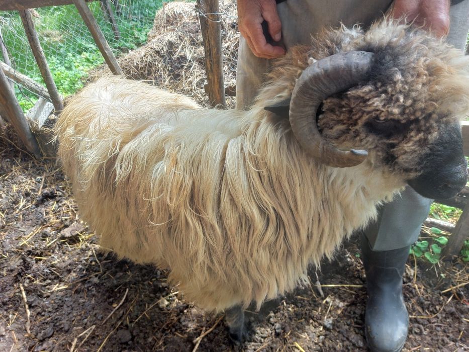 Berbec bucălau de prăsilă
