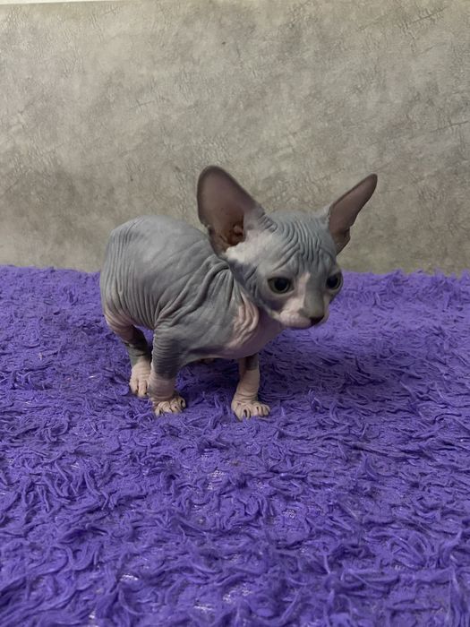 Очаровательные малыши сфинкса