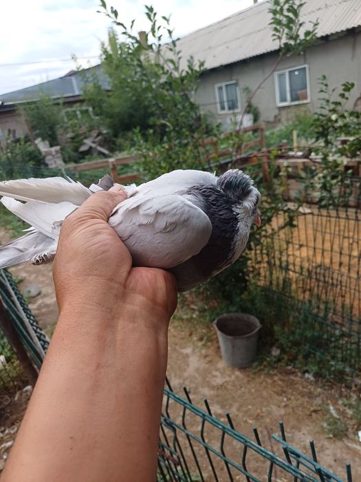 Голуб  отдам бесплатно