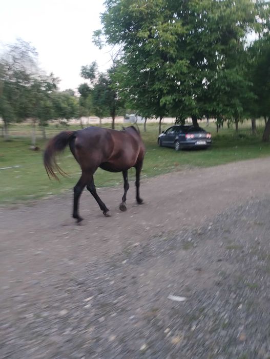 Cai de vânzare în sat Cutina
