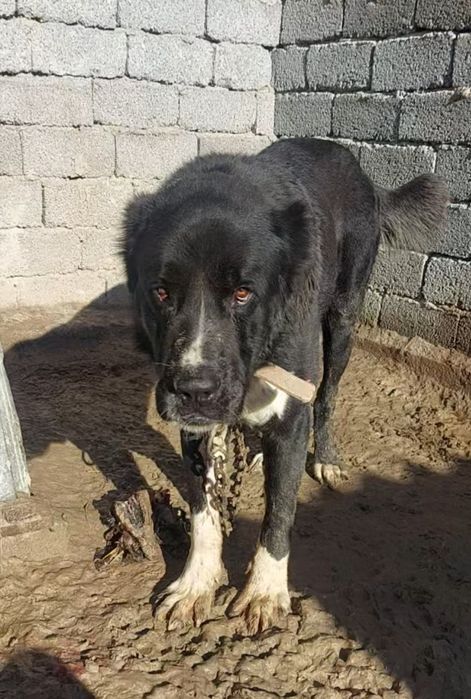 Собака, Тобет,  Алабай,  САО.