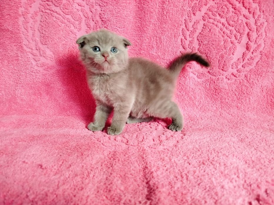 Котята Британцы .