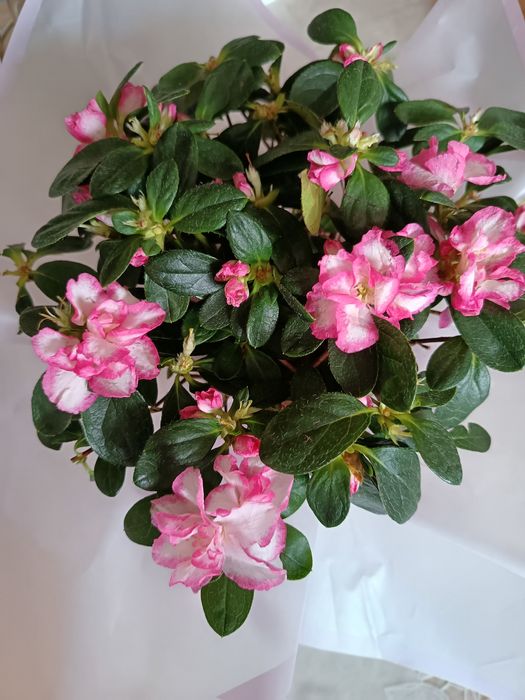 Цветок азалия цветы