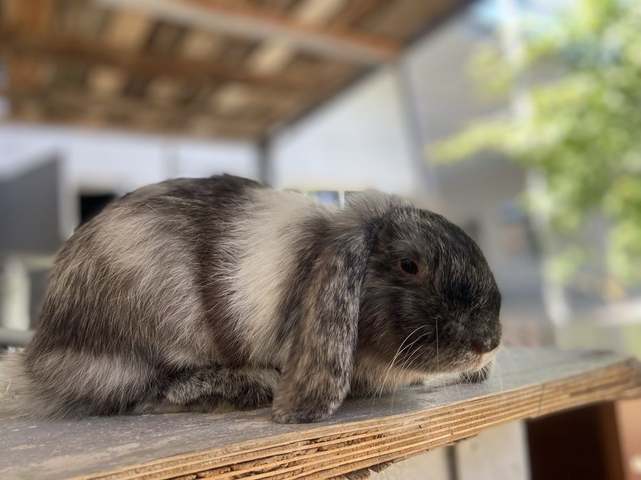 Quyon ona bola yangiyol