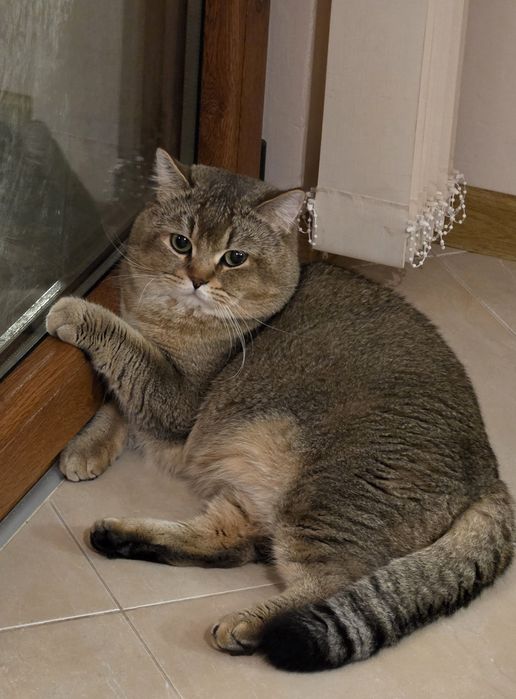 Продавам британски котарак с шарка таби