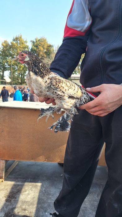 Японча макёнлар сотилади