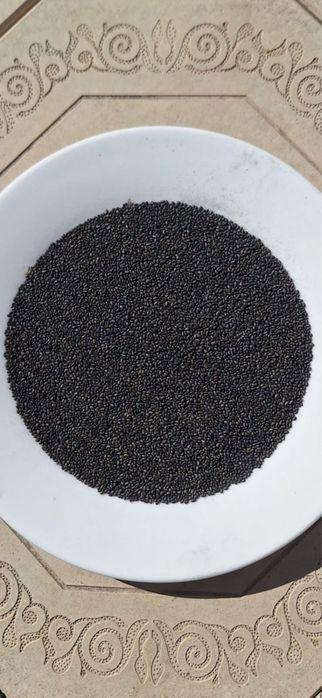 Семена люцерны Семиреченский