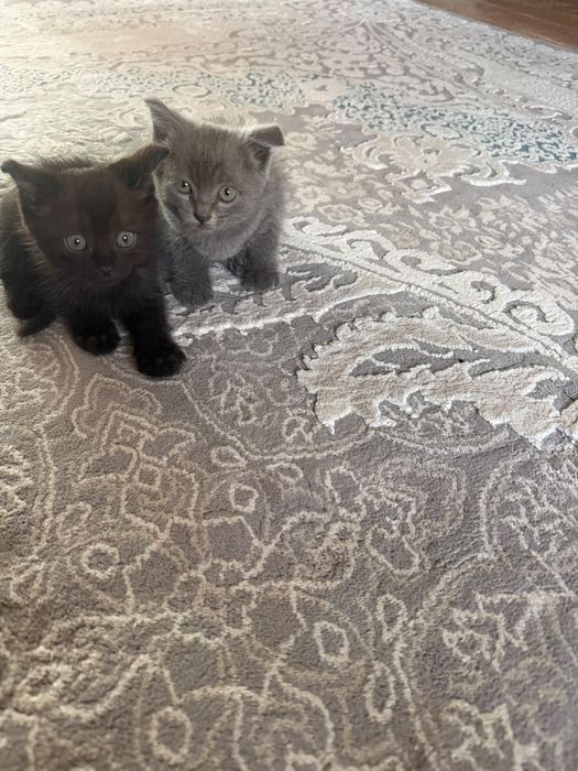 Отдам котят бесплатно