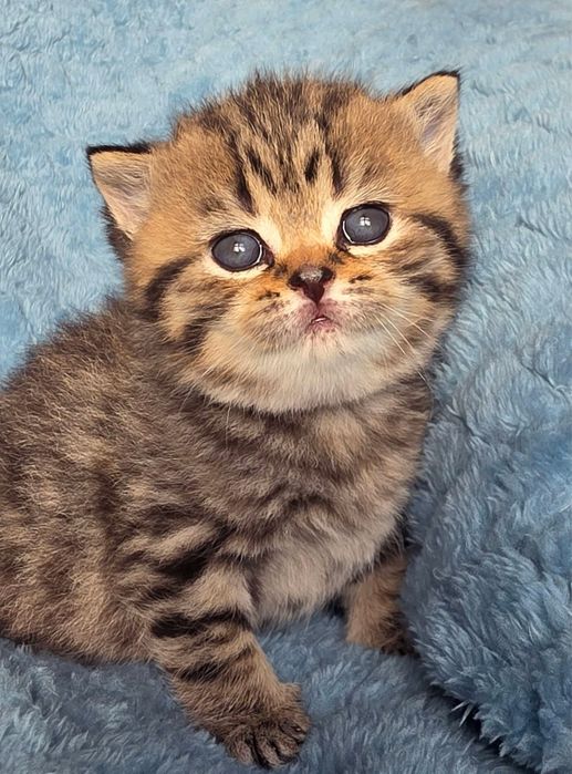 American shorthair mascul