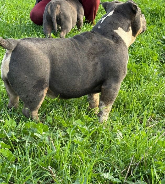 Американско були ТОП