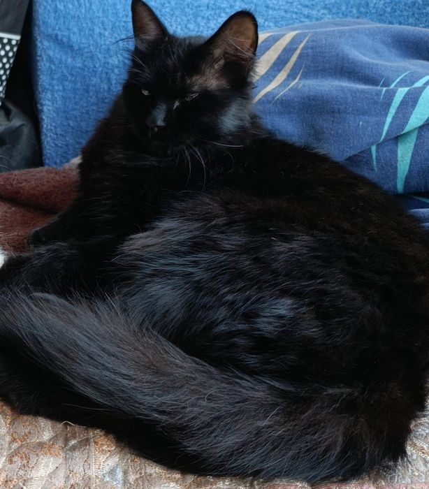 Помогите найти кошку