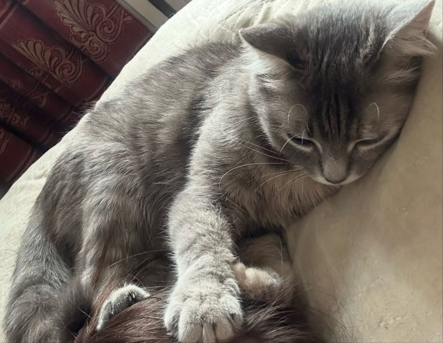 Отдам кошку бесплатно в добрые руки