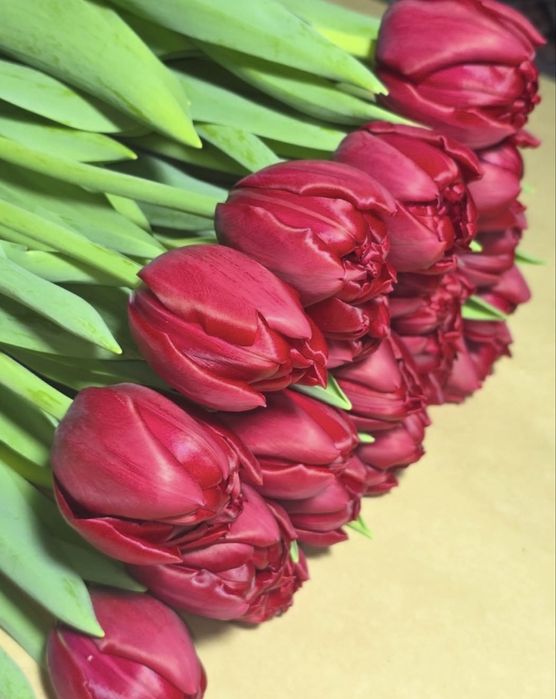 Тюльпаны голландские оптом и в розницу