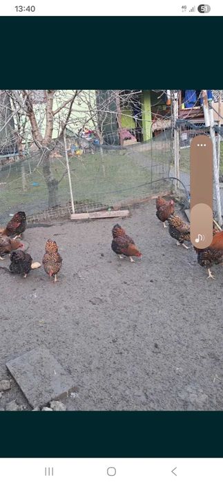 Vand oua de gaine wyandot gsg si argintiu