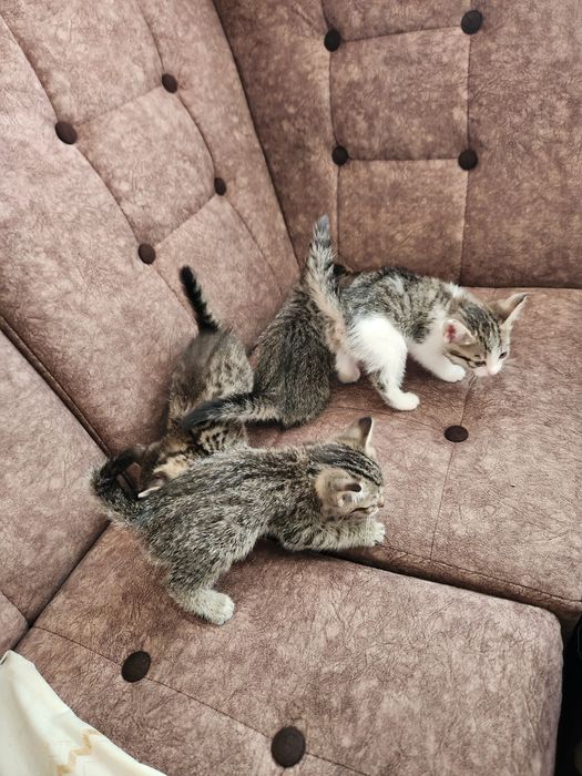 Отдам котят в добрые руки