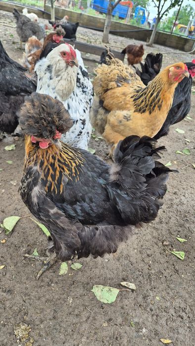 Oua de incubat de la toate găinile din poză