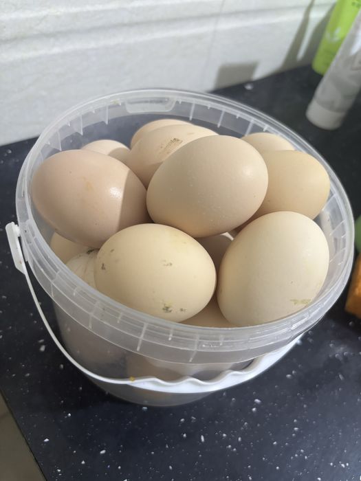 Продам домашние яйца