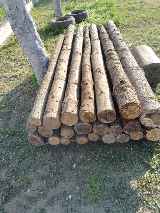 Popi pentru placă