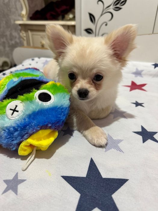 Чихуахуа девочка