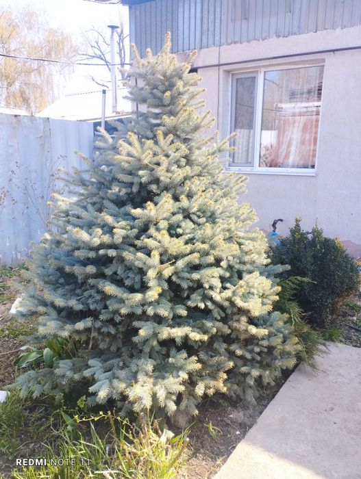 Продам две голубые ели