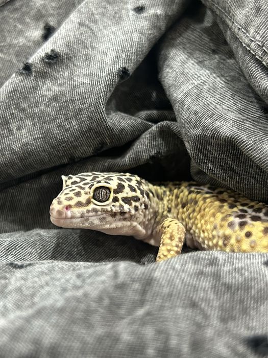 Эублефар вязка размножение