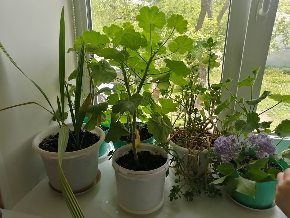 Драценна, женское счастье, герань