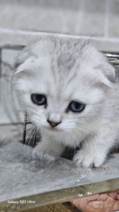 Serebristiy shinshilla 2 oylik