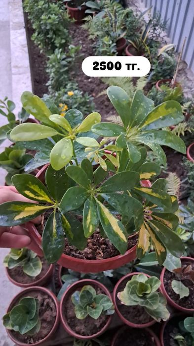 Цветы Мырзакент.