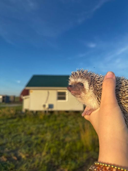 продам Африканского Ёжа