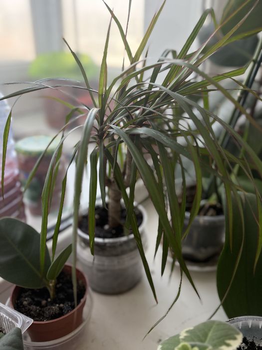 Продам комнатный цветы  находимся в майкудуке