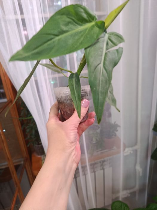 Продам комнатные цветы