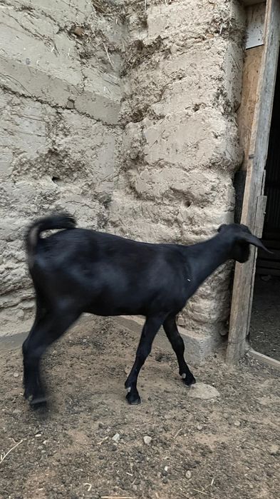 Продается козленок породистая