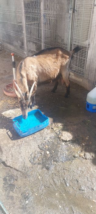 capra cu lapte !!!