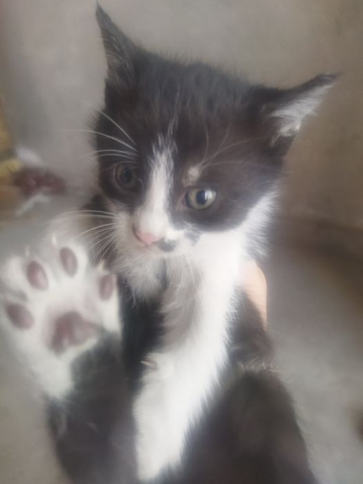 Котята по 20.000тисяч