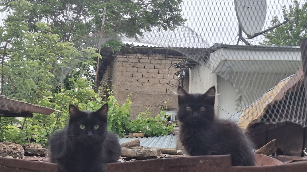 Отдам в добрые руки