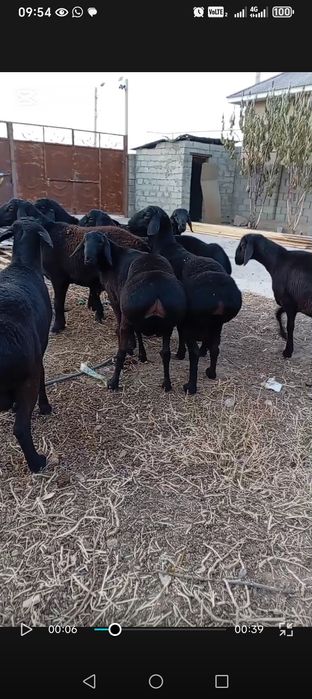 Гиссар қозы қошқарлар