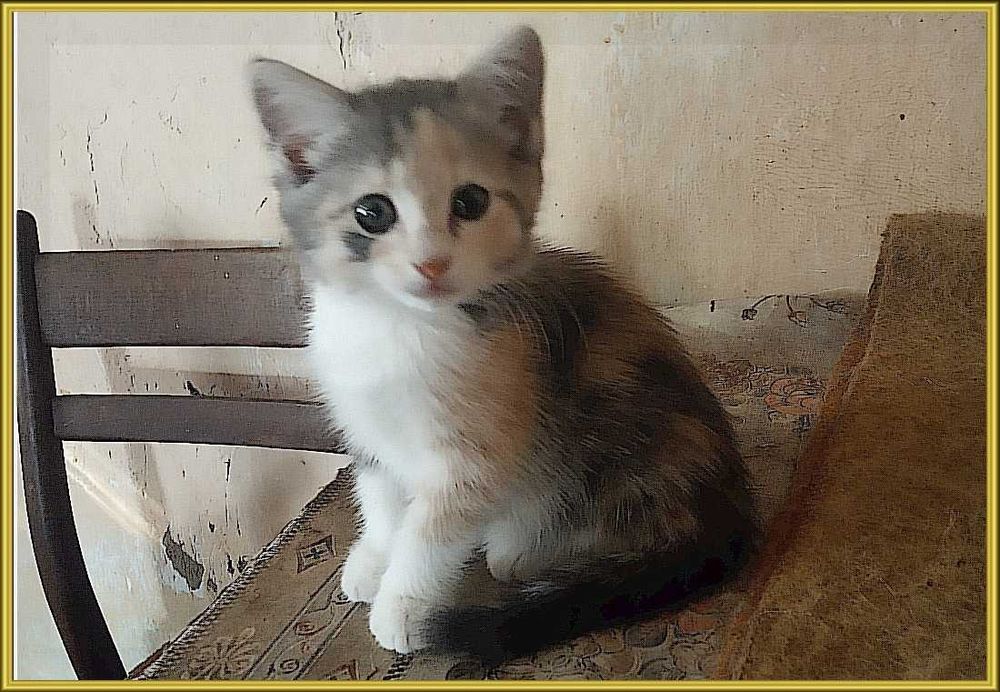 Котята в хорошие руки