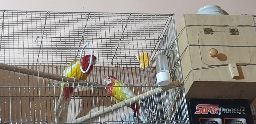 Papugay Lutinya juftitayor