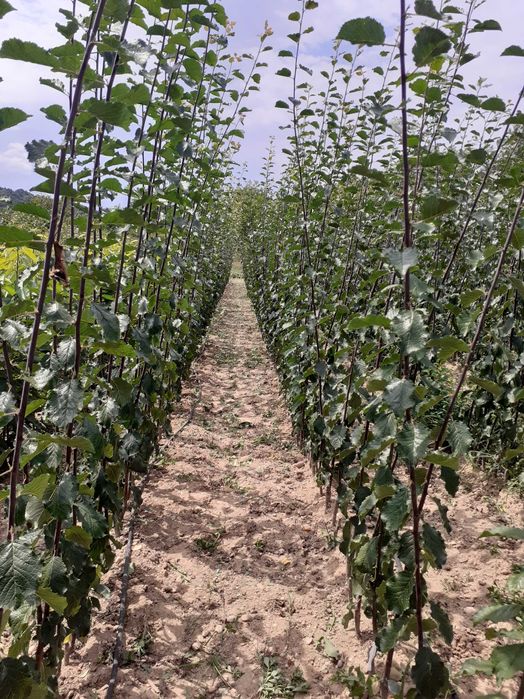 Pomi fructiferi de vanzare