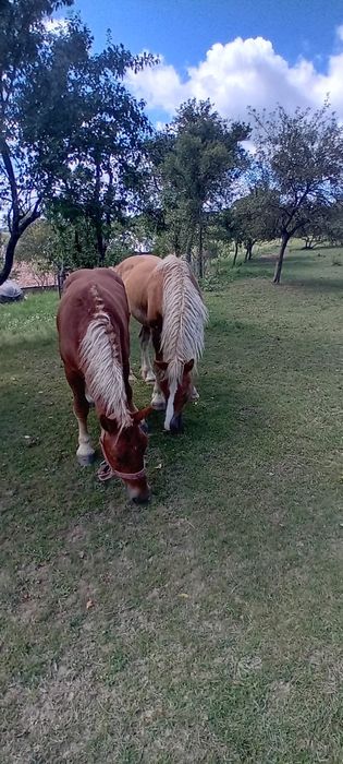 Vand cai detali la telefon
