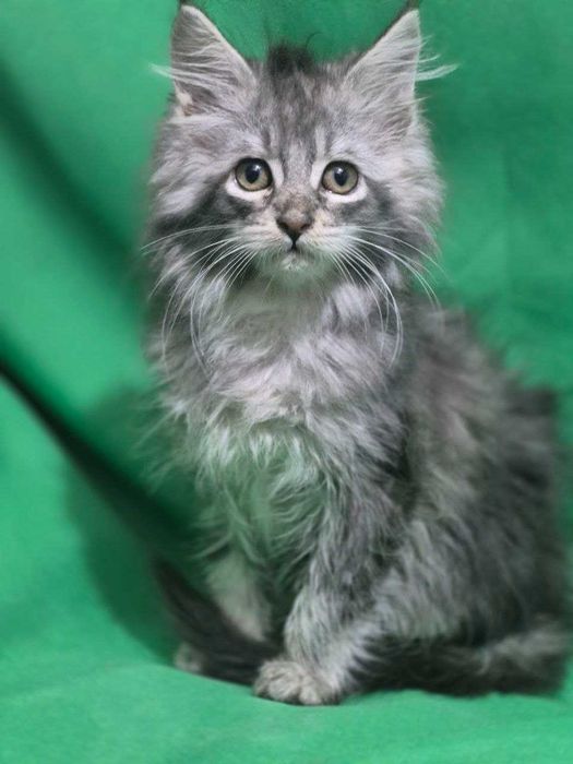 Котенок Мейн кун девочка чистокровная
