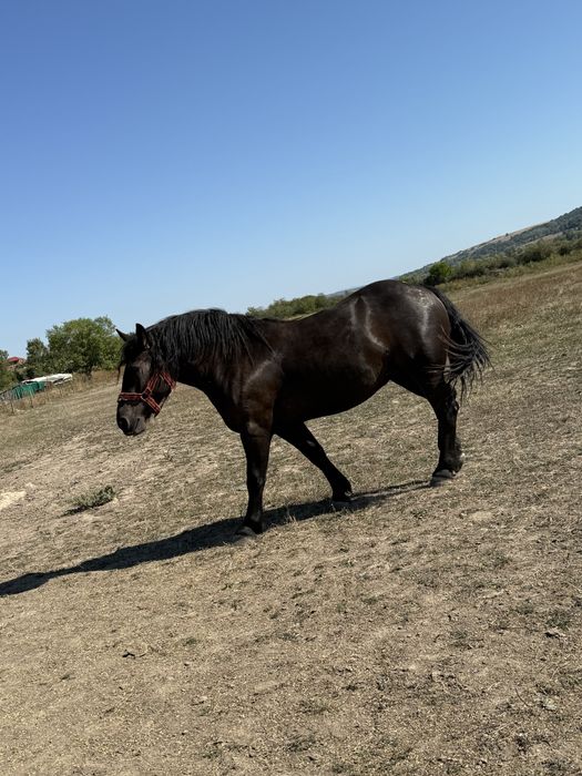 Vand manza de 2 ani