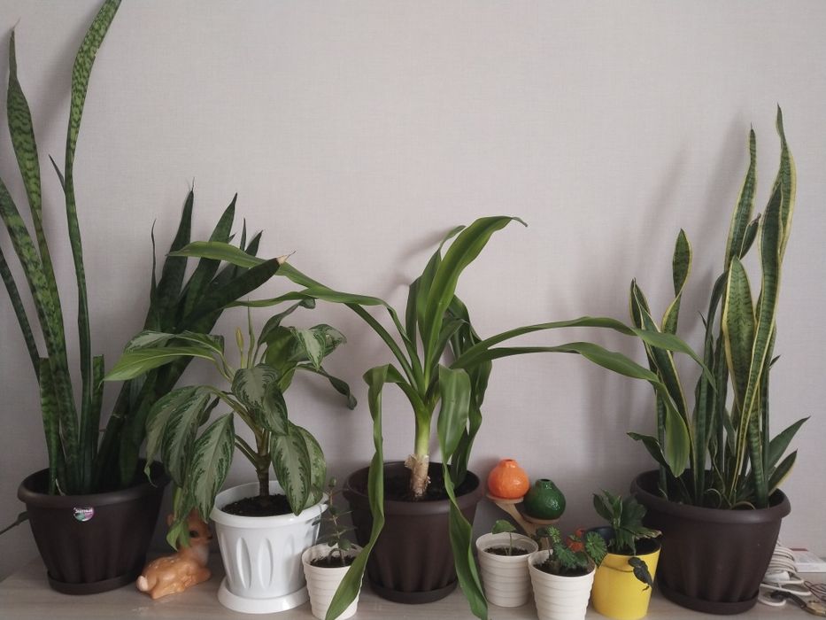 Цветы для офиса и комнатные