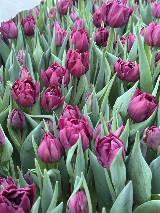 Тюльпаны к 14 февраля и 8 марта!